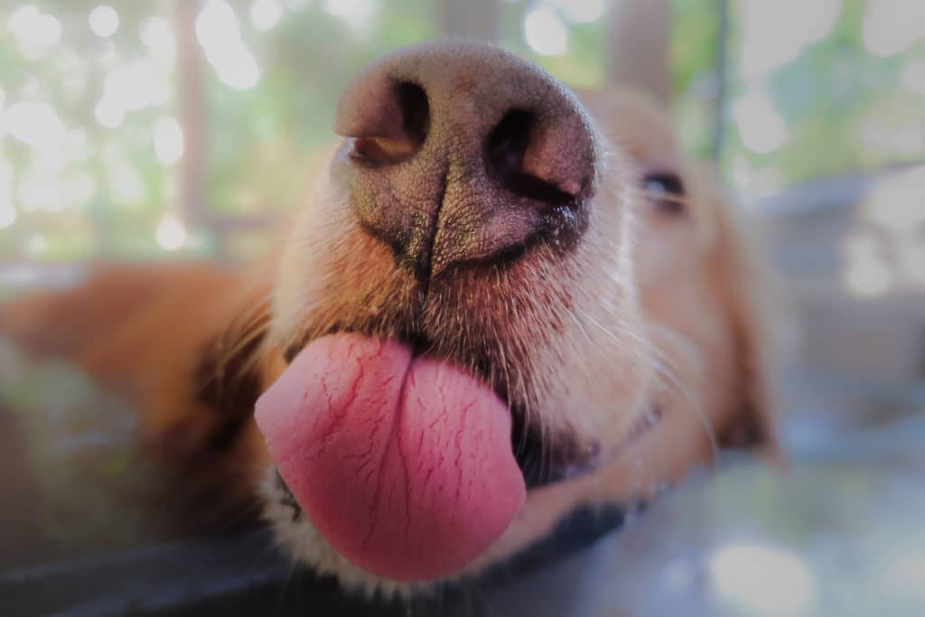 Gezelschapsdieren - Dierenartsenpraktijk Vriezenveen
