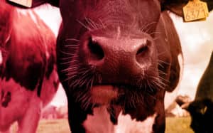Tips koe - Dierenartsenpraktijk Vriezenveen