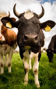 Koe - Dierenartsenpraktijk Vriezenveen