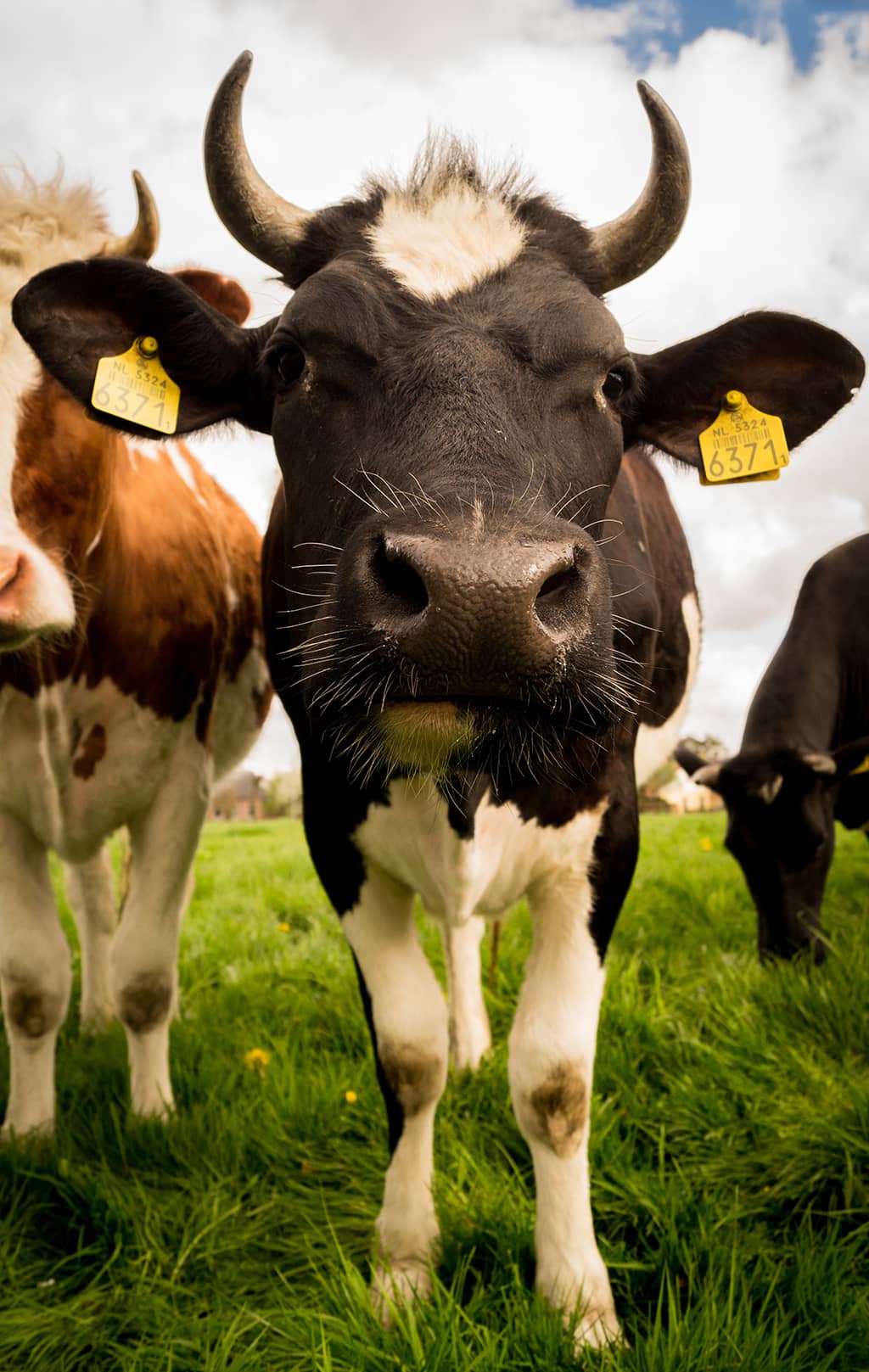 Koe - Dierenartsenpraktijk Vriezenveen